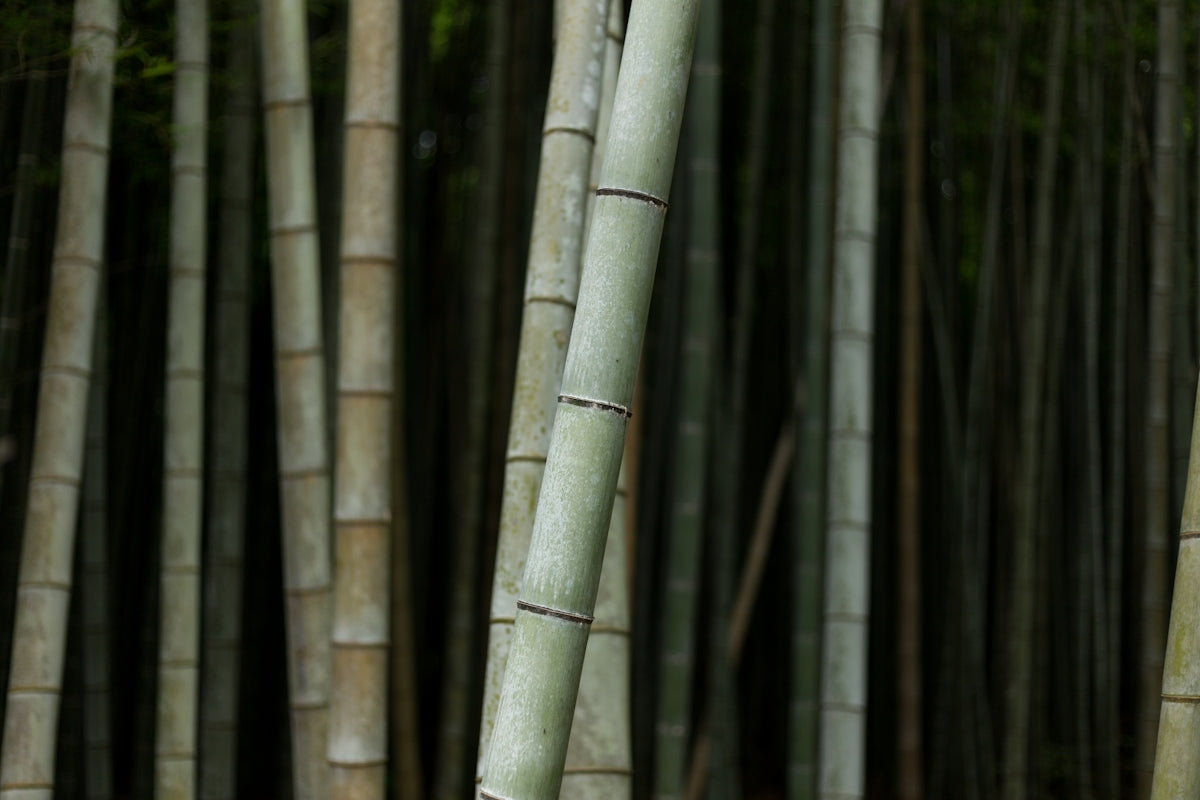 selective focus photography of bamboo trees