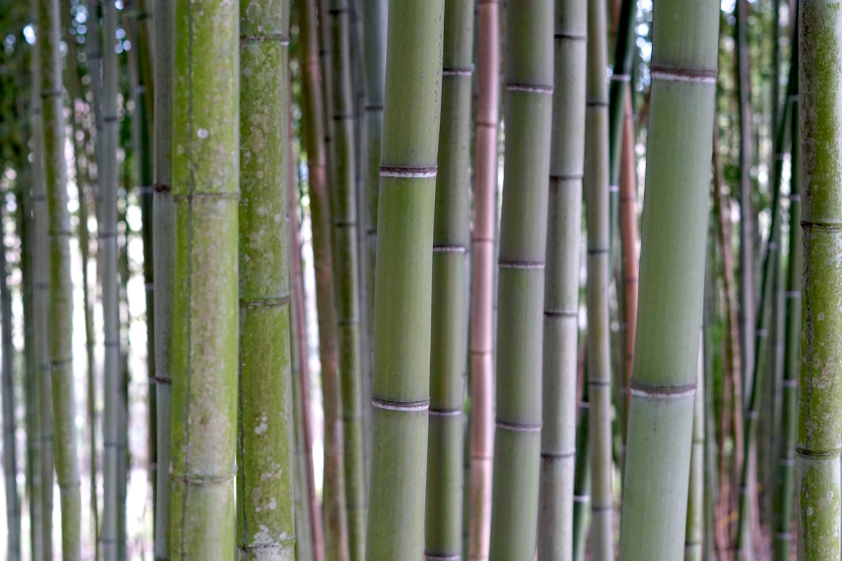 a group of tall bamboo trees in a forest