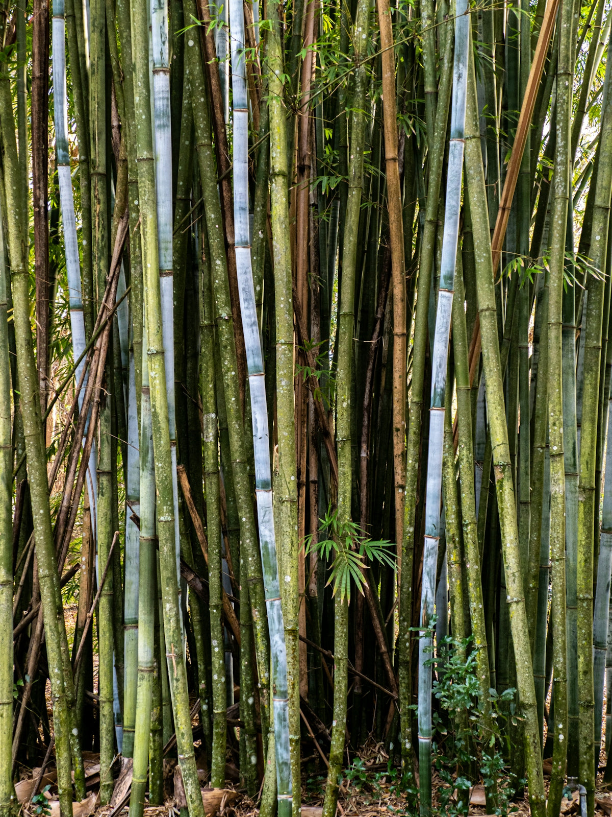 a group of tall bamboo trees in a forest