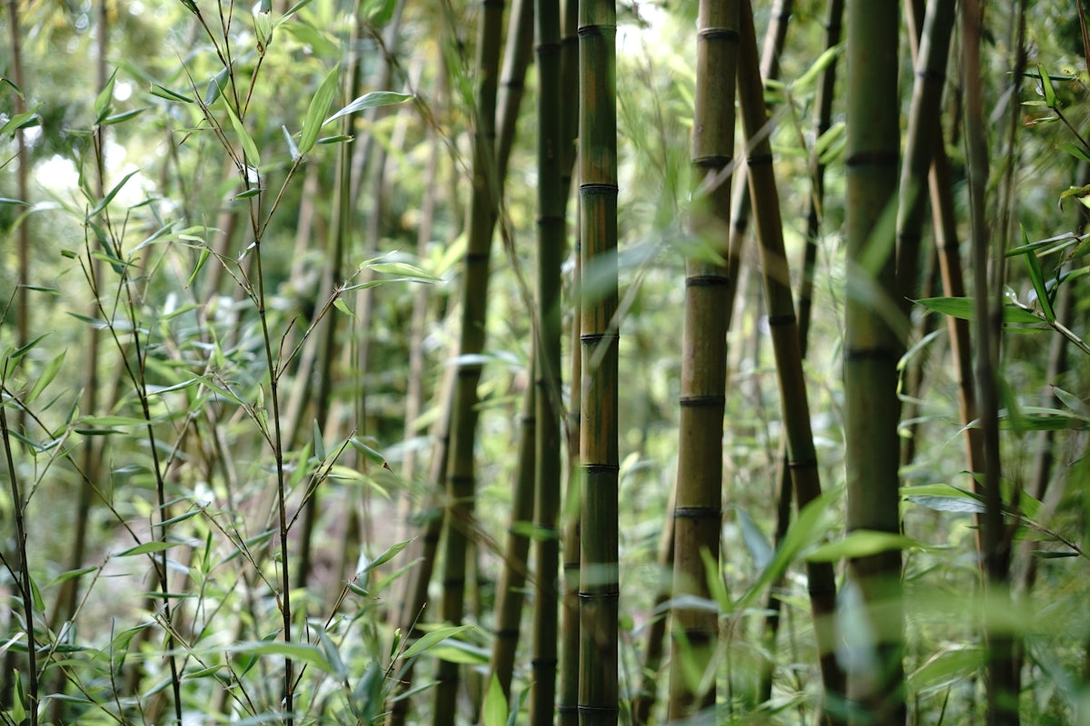 A group of tall bamboo trees in a forest