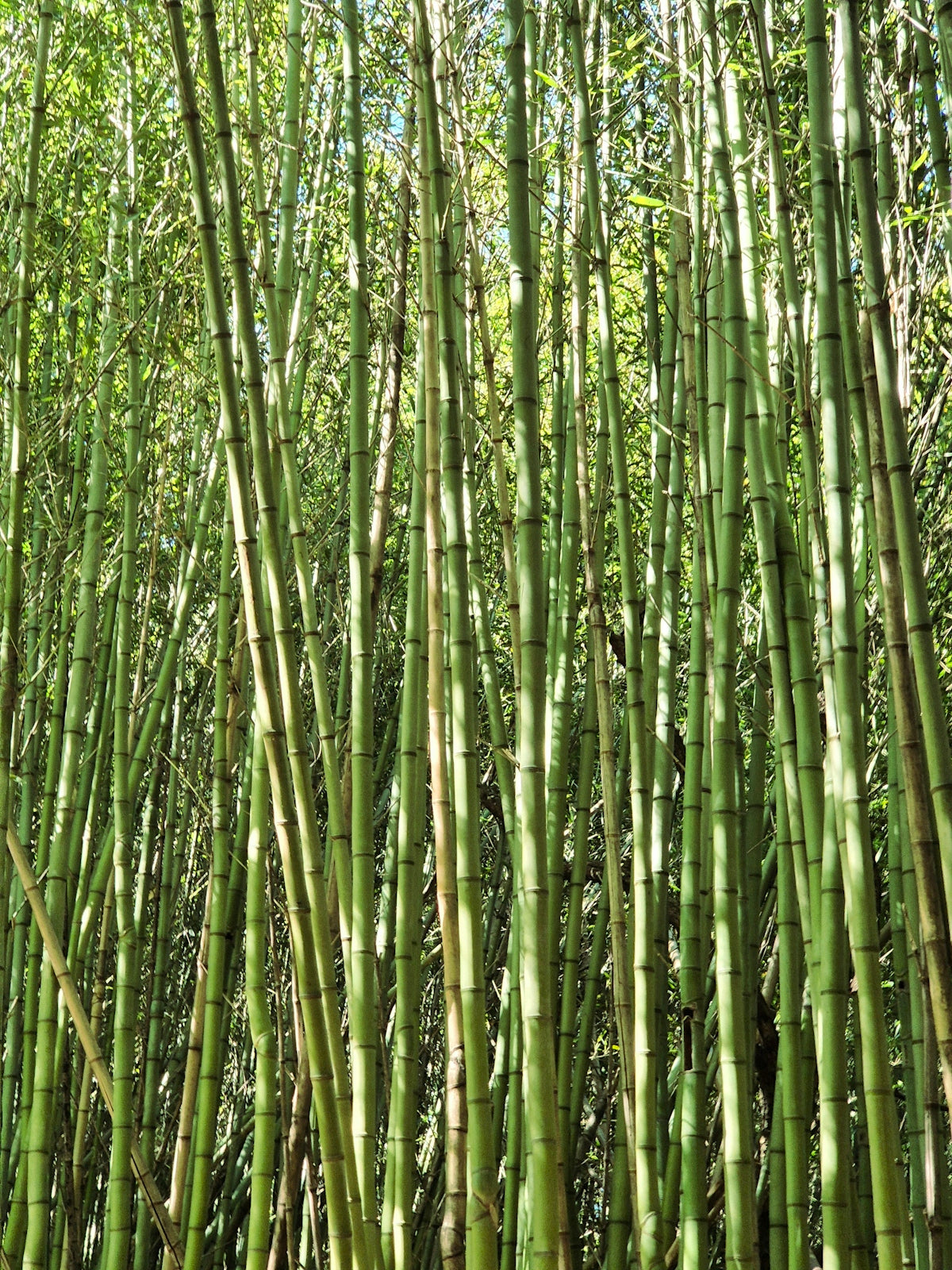 A tall bamboo tree with lots of green leaves