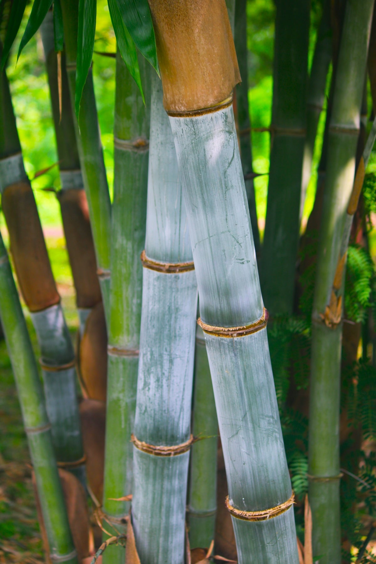 A group of bamboo trees in a forest