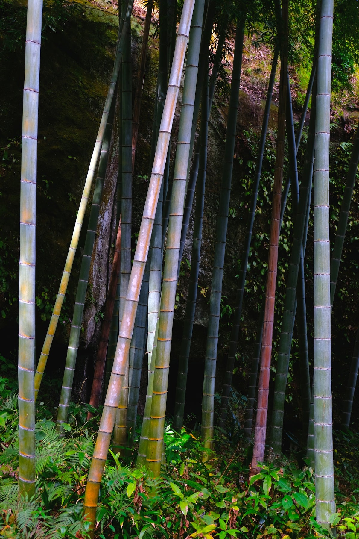 A group of tall bamboo trees in a forest