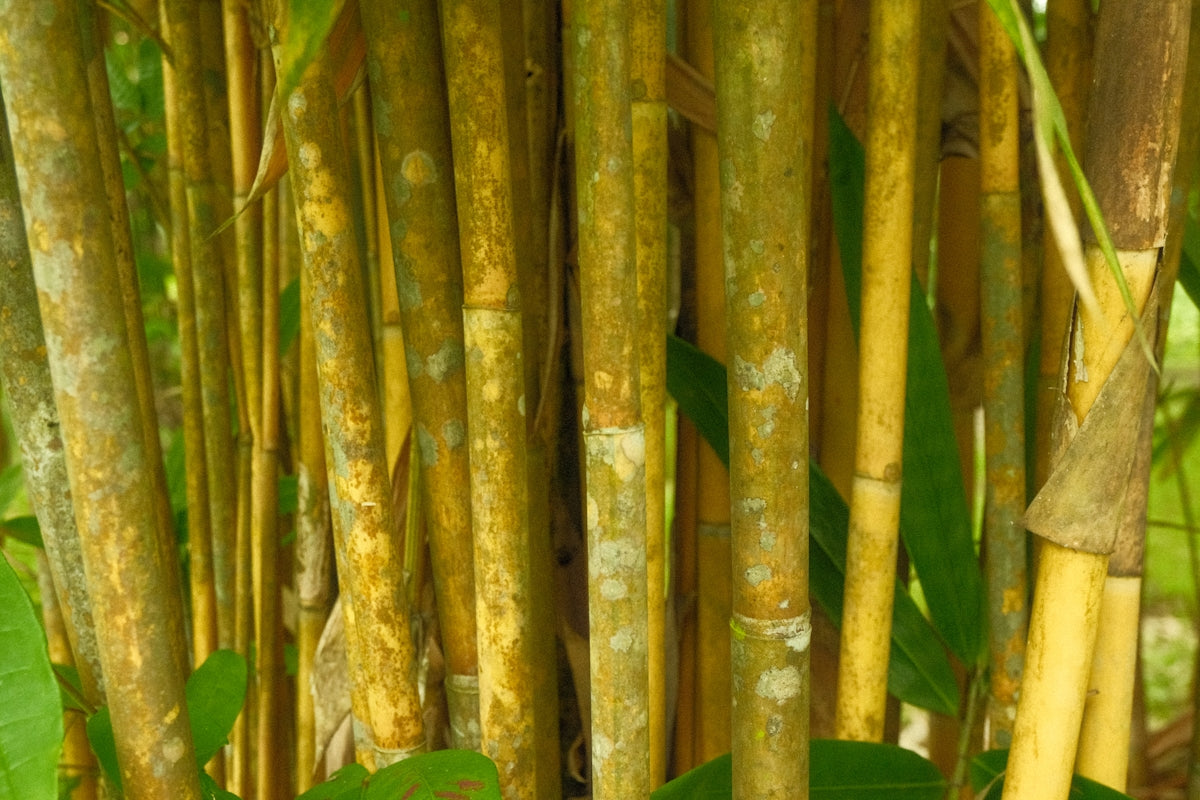 A bamboo tree with lots of green leaves